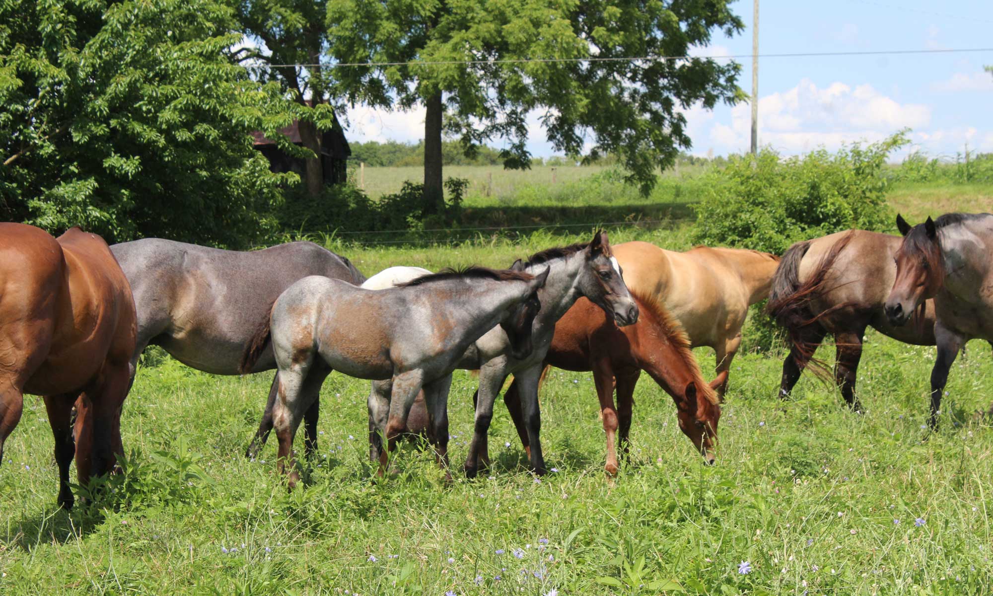 Horses in a field